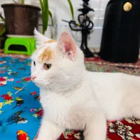 فروش گربه نژاد دار