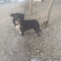 یک پا کوتاه   باهوش