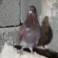 یک جفت کبوتر پرشی سرخ