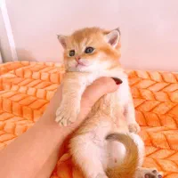 مجموعه میوهاپ/ خرید گربه برتیبش و اسکاتیش و پرشین|گربه|مشهد, سجاد شهر|دیوار