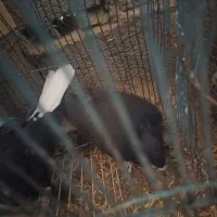 کفتر رنگی|پرنده|جغتای, |دیوار