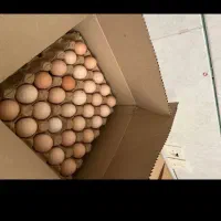 تخم مرغ محلی|خوردنی و آشامیدنی|تهران, چوب تراش|دیوار