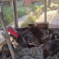 بوقلمون بوربون آمریکایی