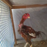 خروس لاری مرغ لاری تخم گذار
