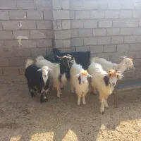 بز داشتی آبستن|حیوانات مزرعه|شوشتر, |دیوار