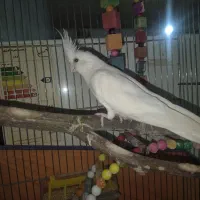 عروس هلندی آلبینو|پرنده|درگزین, |دیوار