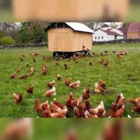 فروش مرغ  روستایی