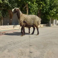 یک راس میش بره دار درجه یک|حیوانات مزرعه|مرودشت, نقش رستم|دیوار