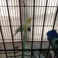 قناری نرسفت خون ماده مست مست