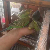 فروش مرغ عشق|پرنده|بروجرد, |دیوار