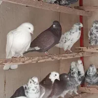 کبوتر پرشی یکجا|پرنده|ری, امین آباد|دیوار