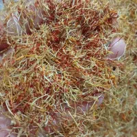 ریشه‌زعفران‌امسالی‌‌خشک‌باقرمزی‌گرمی‌۲۴هزارتومان