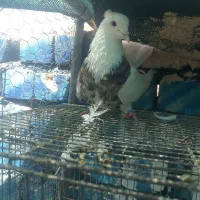 کبوتر طوقی  معاوضه با کله دم سبز