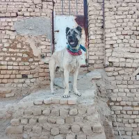 واگذاری