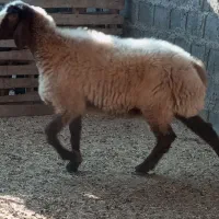 میش ابسن نزدیک در جم