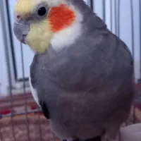 عروس هلندی جفت سخنگو