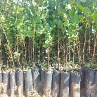 نهال پسته گلدانی،|خدمات باغبانی و درختکاری|طبس, |دیوار