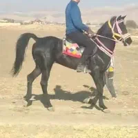 اسب پرخون