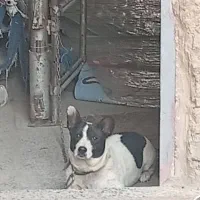 سگ نگهبان