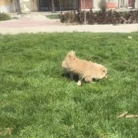 سگ.