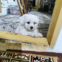 درگلدشت گمشده