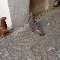 کفتر تافته ای نرماده شهری زرد نر|پرنده|شیراز, نیستان|دیوار