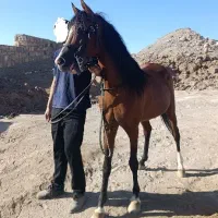 اسب عرب یک سر|اسب و تجهیزات اسب‌سواری|میانه, |دیوار