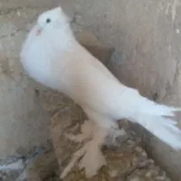 کبوتر بادکنکی