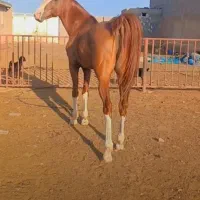 فروش کره اسب|اسب و تجهیزات اسب‌سواری|شیراز, گویم|دیوار