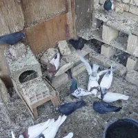 کبوتر پرشی و نقشی|پرنده|پیر بکران, |دیوار