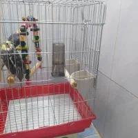 عروس هلندی