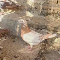 سه تا ماده کارل زرد|پرنده|شوشتر, |دیوار