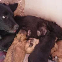 سگ‌پاکوتاه|سگ|بم, |دیوار