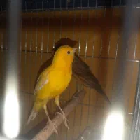 شش جفت قناری درجه یک دونر وسره