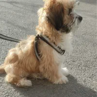 سگ خوشگل و ساکت شیتزو سایز صفر