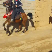 اسب مادیان 6سال