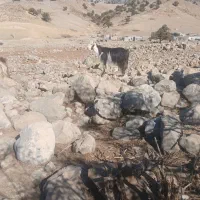 بز داشتی و کشتی