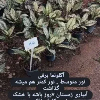 گل و گیاه آپارتمانی قیمت مناسب