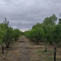 فروش-زمین-با-تراکم-متوسط-گونه-2-صارمی-450متر