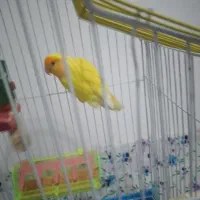 یک عدد طوطی برزیلی به فروش می‌رسد