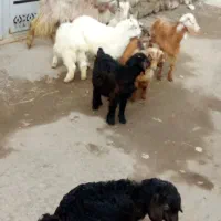 بزغاله اوتاخ|حیوانات مزرعه|مشگین شهر, |دیوار