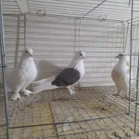 کفتر شازده وبادکنکی|پرنده|یزد, |دیوار