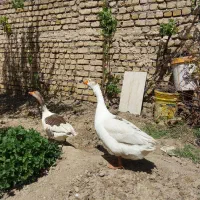 قوغاز نرو ماده