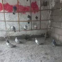 کبوتر گله ای