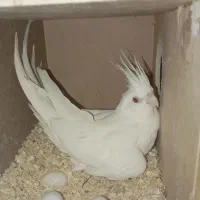 عروس هلندی البینو ماده درشت(تخم خاکی کرده)