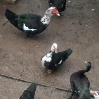 خروس محلی و اردک