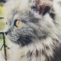 گربه نر بریتیش لانگ هیر