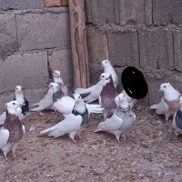 کبوتر طوقی تیپ