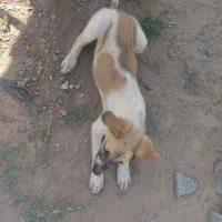 واگذاری سگ افغان
