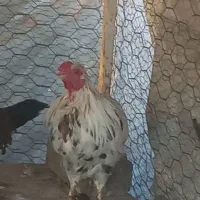 خروس گلین|حیوانات مزرعه|اصفهان, شیخ اشراق|دیوار